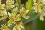 Green flatsedge